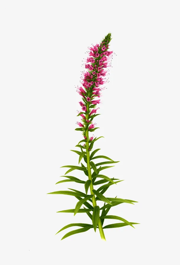 红色花朵绿色植物免抠