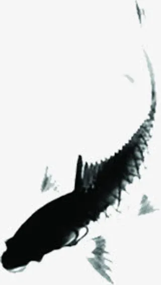 手绘水墨鲈鱼新年贺卡免抠