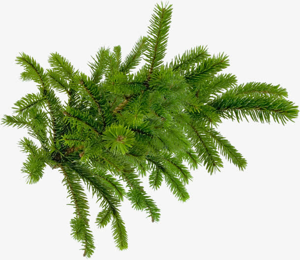圣诞绿色植物免抠