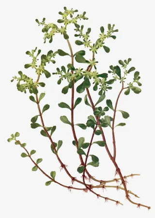 卡通手绘马齿笕免抠