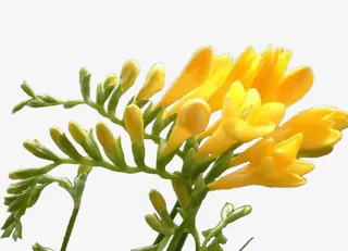 待开放的小苍兰免抠