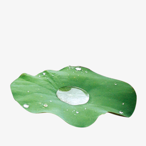 荷叶水珠滚动免抠