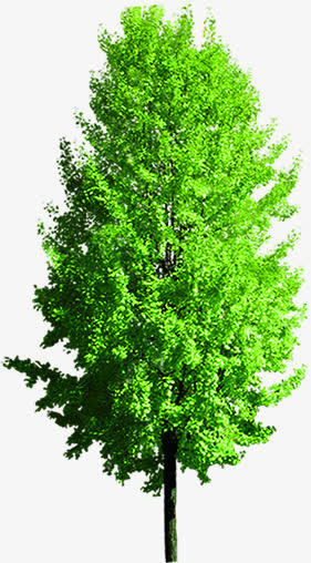 春天美化公园大树植物免抠
