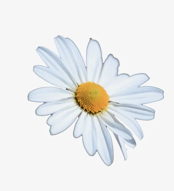 白色花朵免抠