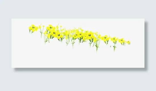 盛开的黄色小花免抠