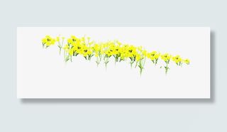 盛开的黄色小花免抠