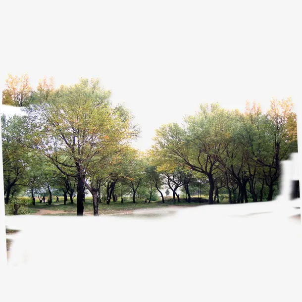 树林免抠