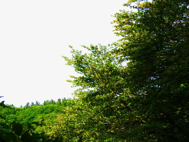 夏天森林免抠