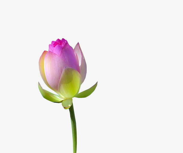 莲花免抠