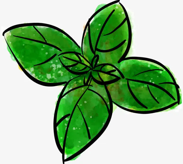 水彩矢量薄荷叶免抠