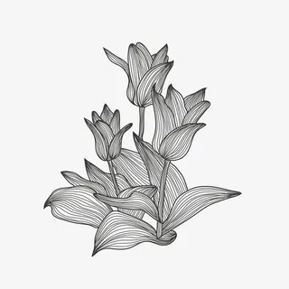 郁金香手绘花束装饰矢量图免抠 郁金香手绘花束装饰矢量图免抠