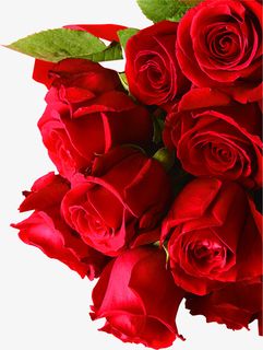 植物玫瑰花免抠