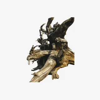 树干枯木朽木免抠