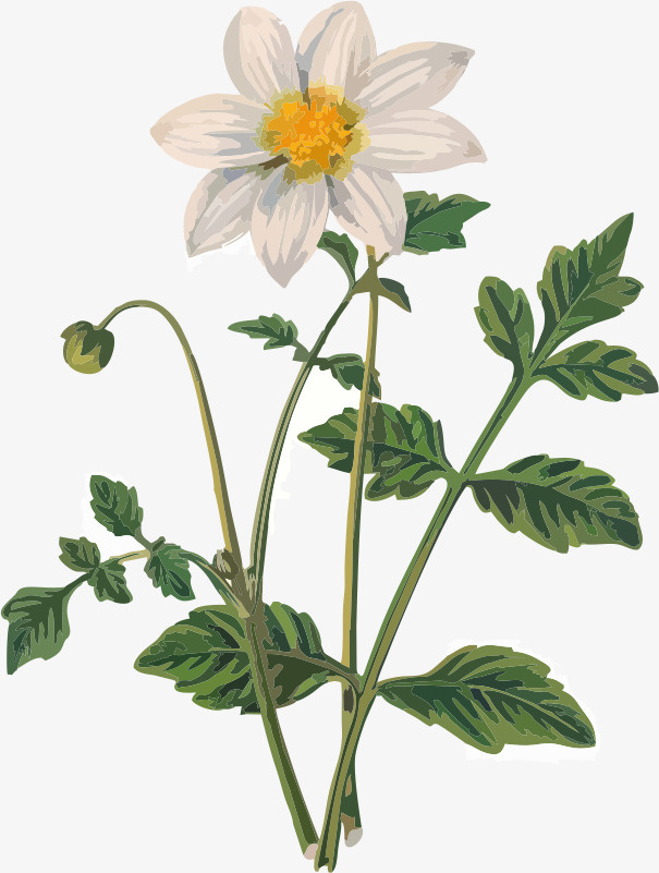 手绘白色的菊花免抠