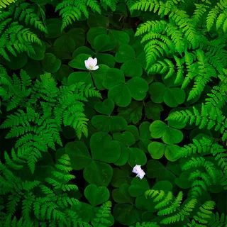 绿叶纹理背景高清