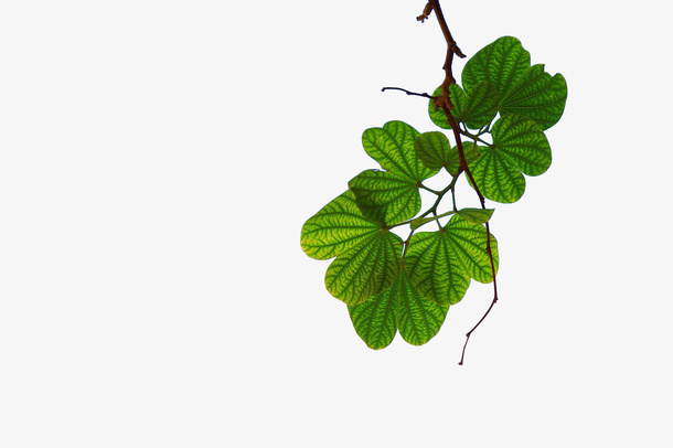 树上的几片绿叶免抠