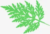 手绘春天绿叶装饰植物免抠