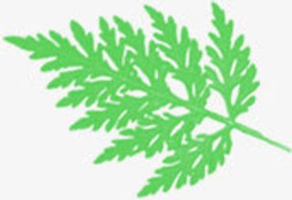 手绘春天绿叶装饰植物免抠