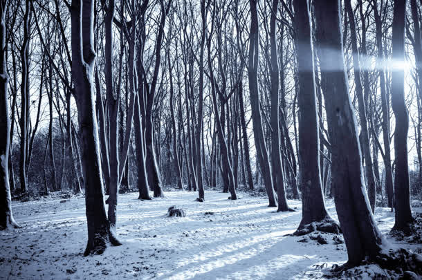 高清雪地森林创意摄影效果免抠