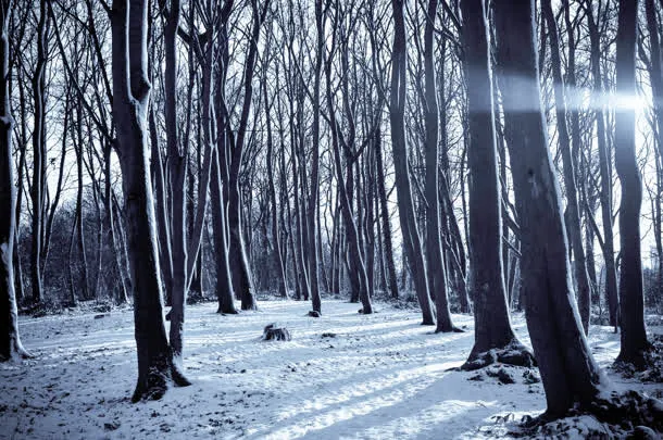 高清雪地森林创意摄影效果免抠
