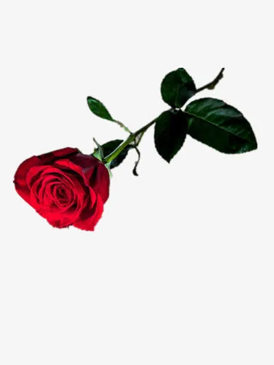 玫瑰花免抠