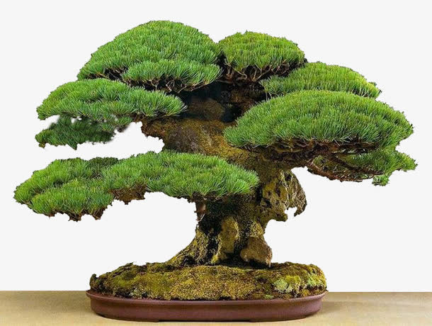 松柏免抠