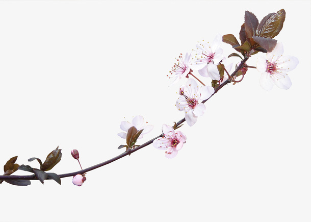 鲜花图案卡通鲜花 桃花 花枝免抠