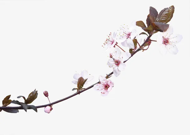 鲜花图案卡通鲜花 桃花 花枝免抠