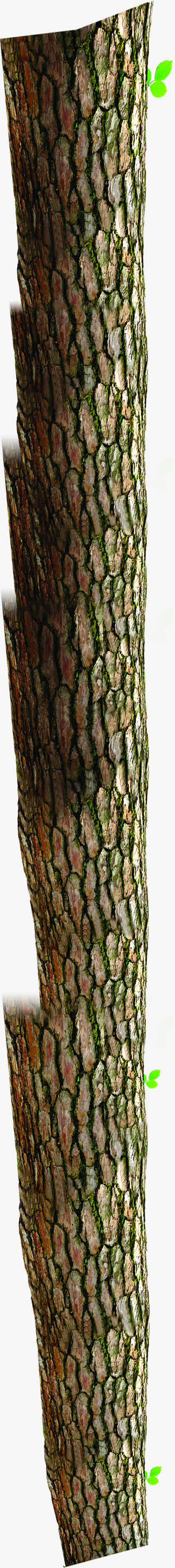 春天树干特写高清免抠