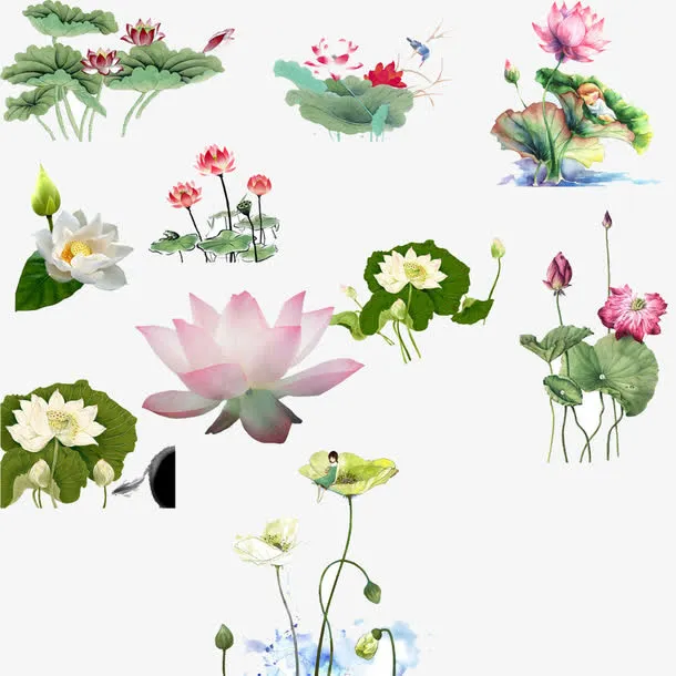 荷花组合免抠