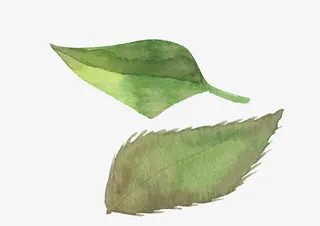 水彩 树叶 水墨免抠