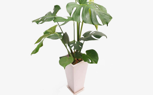 绿色植物免抠