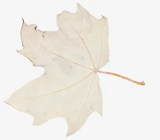 一个枫叶素材免抠