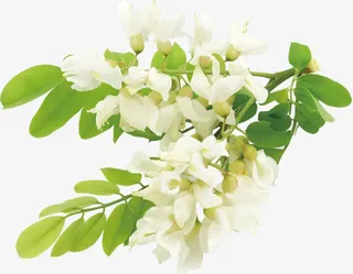 白色清新洋槐植物花朵免抠