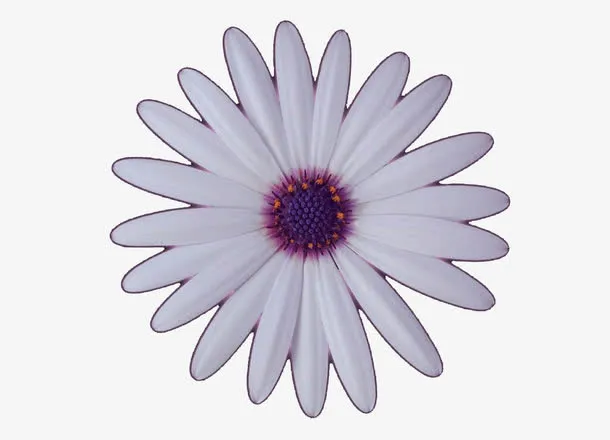 白色菊花免抠