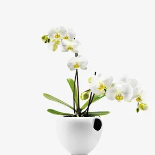 小清新鲜花盆栽免抠