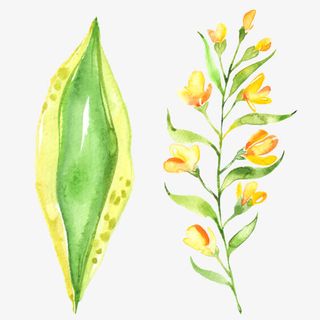 水彩绿叶绿色叶子免抠