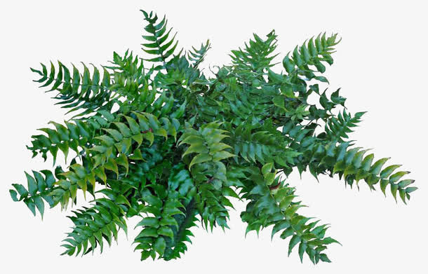 绿色植物免抠
