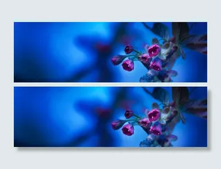 春天里的花蕾蓝色背景高清