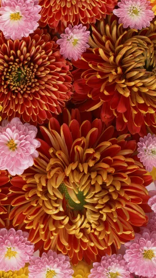 菊花花朵花瓣平铺H5背景高清