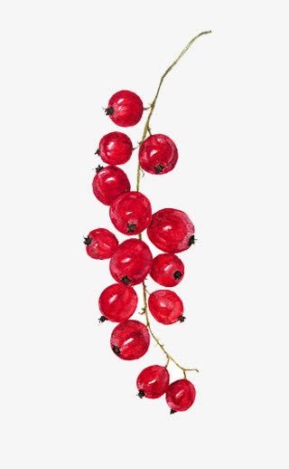 手绘小果子免抠