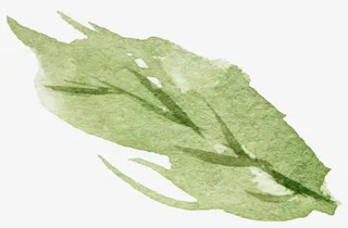 手绘水彩树叶免抠