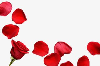 散落的玫瑰花瓣免抠