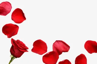 散落的玫瑰花瓣免抠