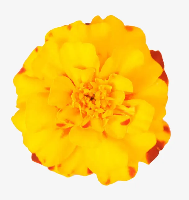 菊花特写素材免抠