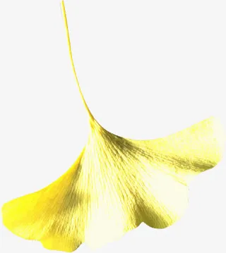 黄色春天树叶美景风光免抠