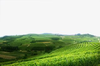 优美的茶山茶园免抠