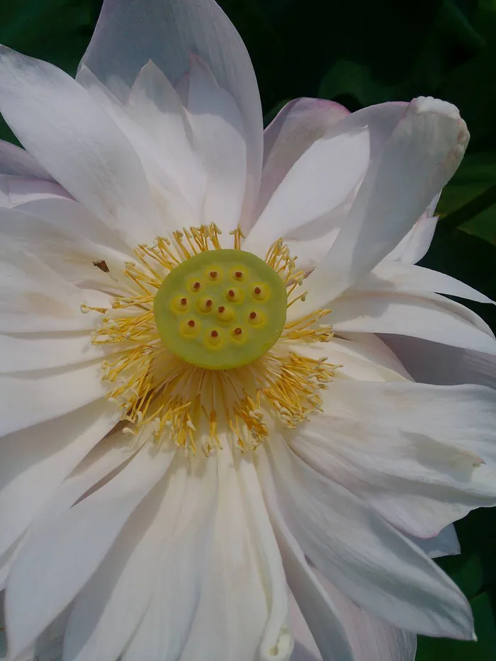 夏荷之艳阳天高清