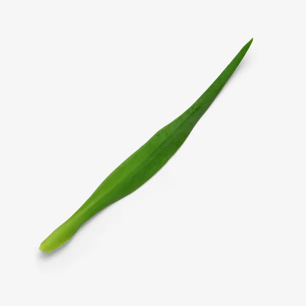 绿色草枝叶自然植物枝叶花瓣免抠