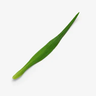 绿色草枝叶自然植物枝叶花瓣免抠